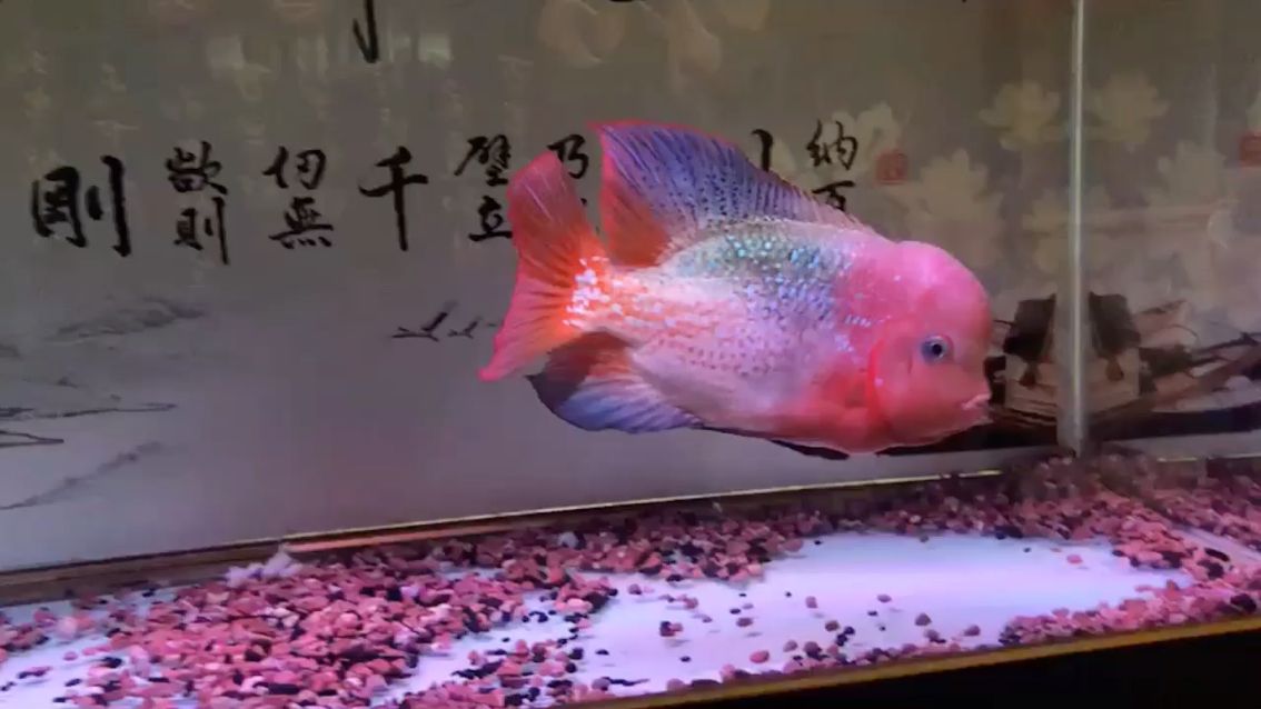 魚缸增氧機(jī)結(jié)構(gòu)原理圖：魚缸增氧機(jī)內(nèi)部構(gòu)造圖