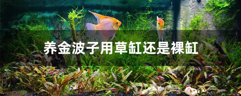 養(yǎng)金波子用草缸還是裸缸 帝王迷宮魚