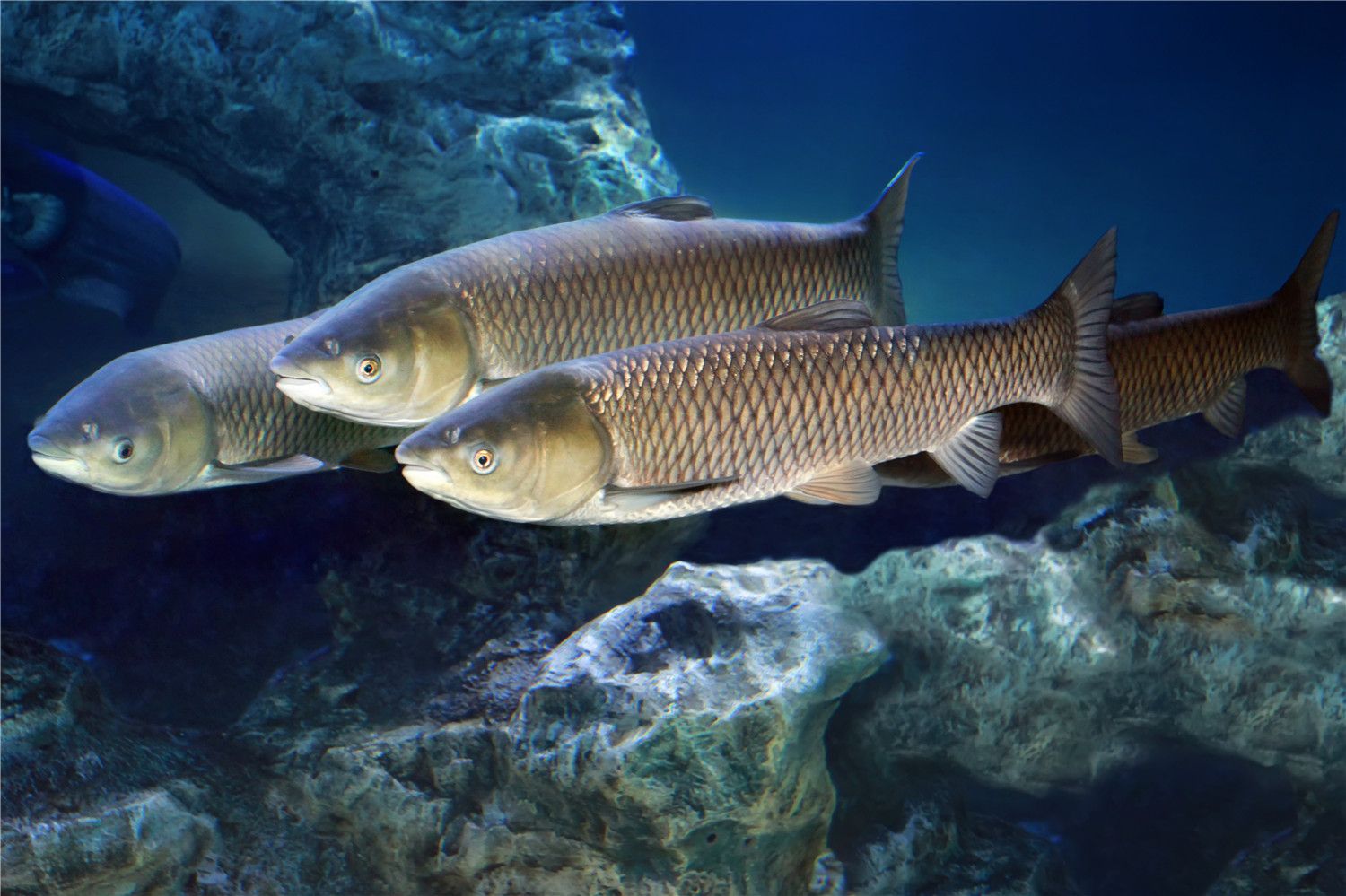 怎樣釣草魚(yú)釣草魚(yú)的方法技巧介紹