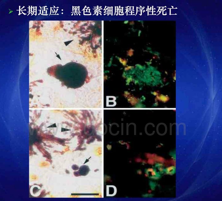 影響龍魚發(fā)色的因素 觀賞魚論壇 第5張