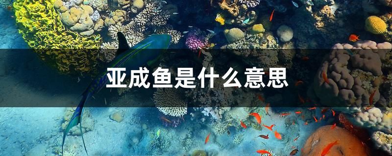 亞成魚是什么意思 魚缸水泵