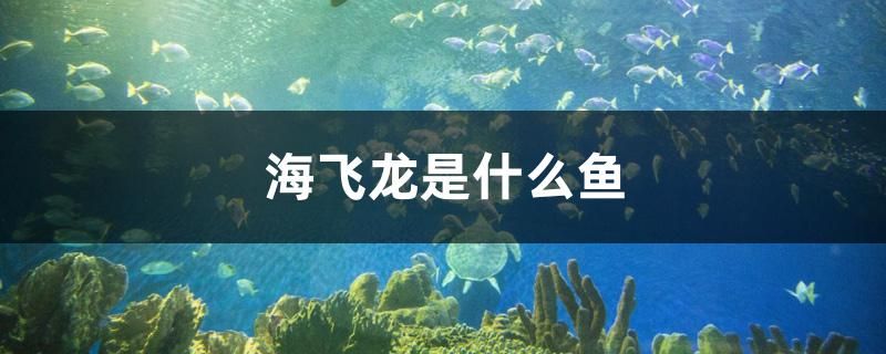 海飛龍是什么魚