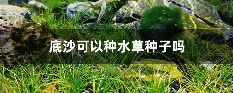 底沙可以種水草種子嗎 白子銀版魚苗