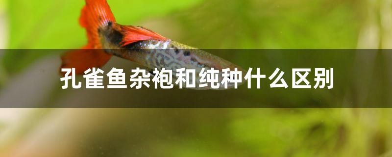 孔雀魚雜袍和純種什么區(qū)別