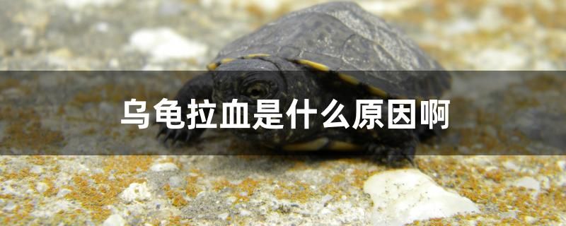 烏龜拉血是什么原因啊 白子關刀魚苗