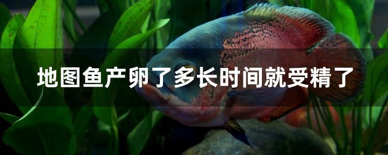 地圖魚產(chǎn)卵了多長時間就受精了