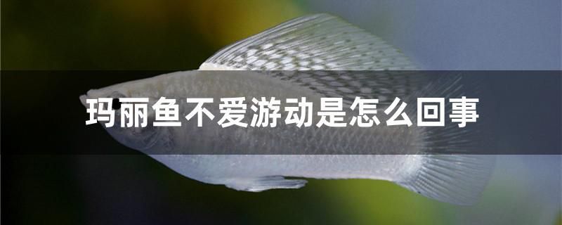 瑪麗魚(yú)不愛(ài)游動(dòng)是怎么回事 白子銀版魚(yú)