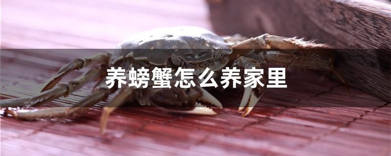 養(yǎng)螃蟹怎么養(yǎng)家里 魚(yú)缸風(fēng)水