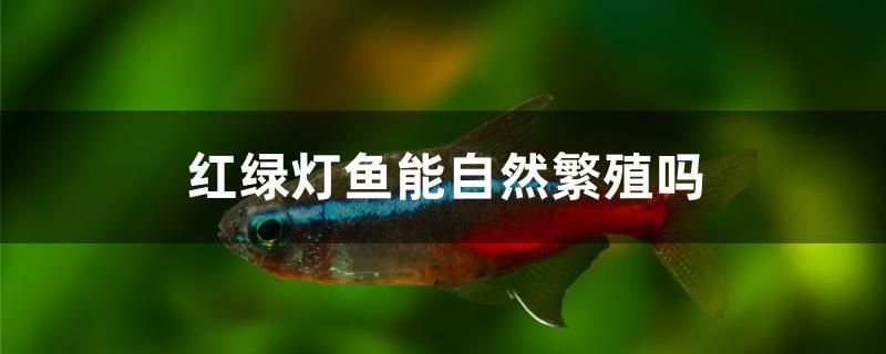 順豐可以郵寄觀賞魚(yú)嗎現(xiàn)在（三亞哪里能吃到平價(jià)海鮮） 帝王迷宮 第2張