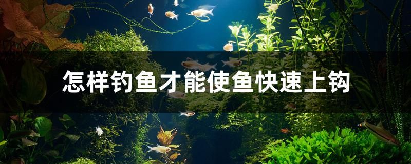 怎樣釣魚才能使魚快速上鉤