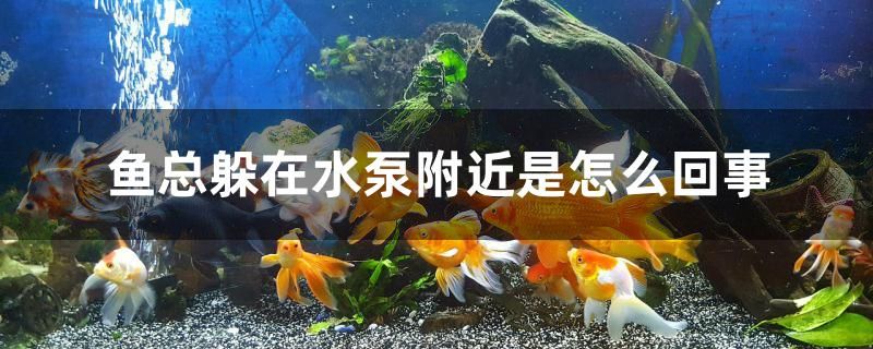 魚總躲在水泵附近是怎么回事 細線銀版魚