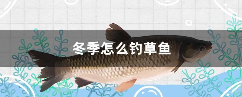 冬季怎么釣草魚 三間鼠魚苗