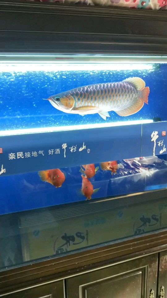 奉化 觀賞魚論壇 第1張