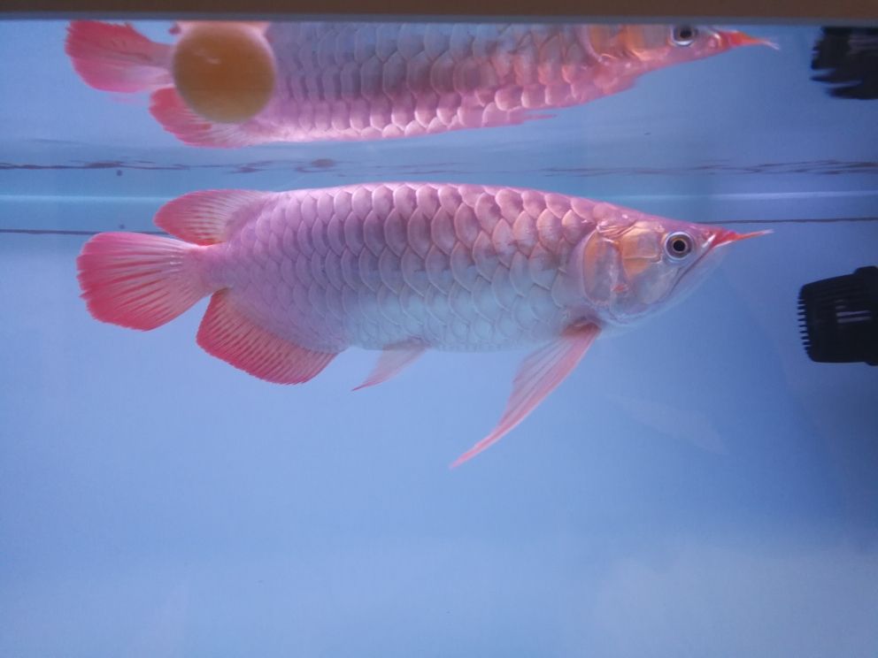 小黑魚12.9 觀賞魚論壇 第4張