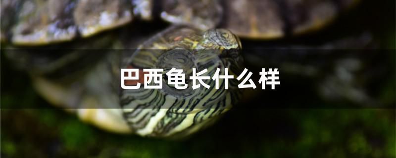 巴西龜長什么樣 祥龍水族濾材/器材