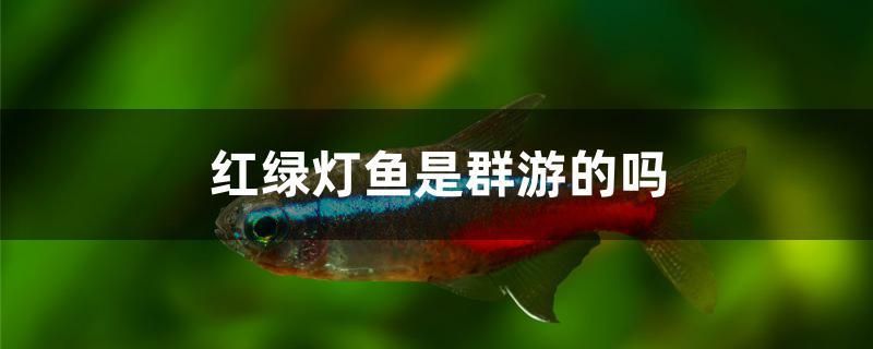 小型魚缸循環(huán)過濾水泵怎么工作使用（威樂w9循環(huán)水泵設(shè)置說明）