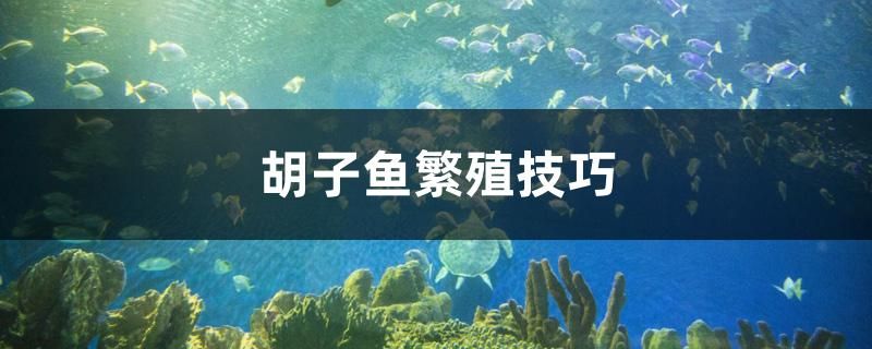 胡子魚繁殖技巧