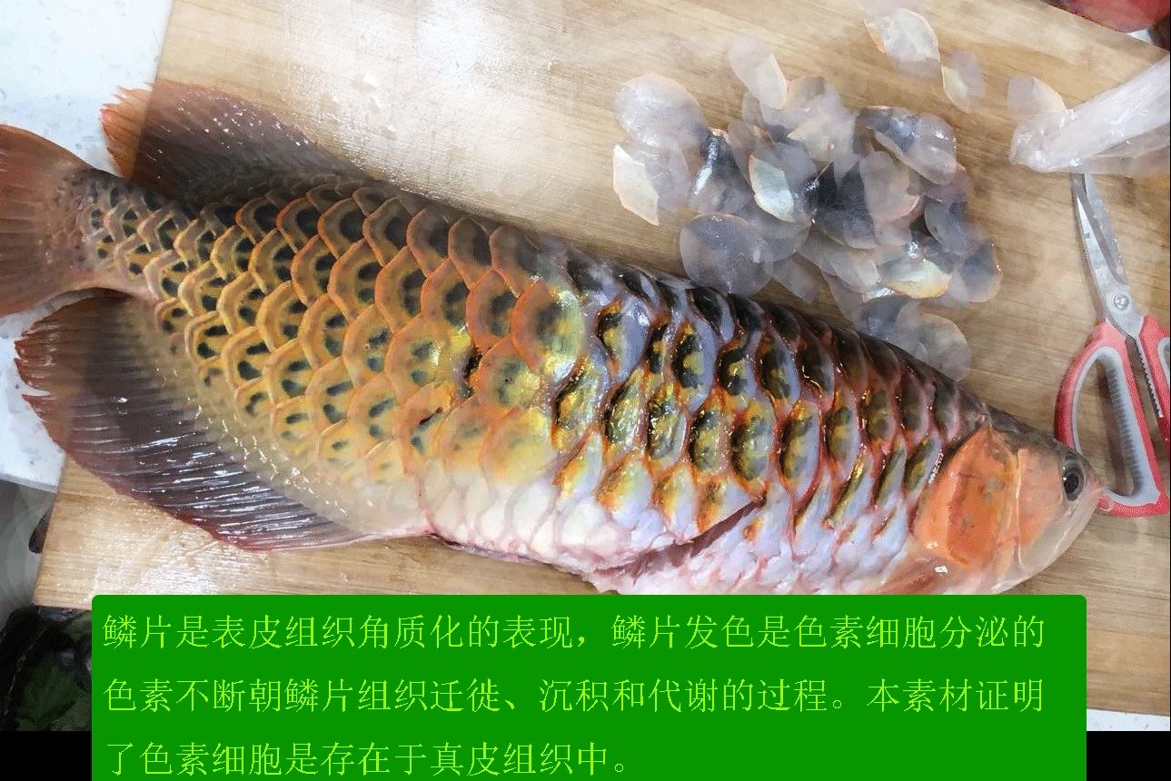 龍魚發(fā)色基礎理論 -- 色素細胞 觀賞魚論壇 第1張