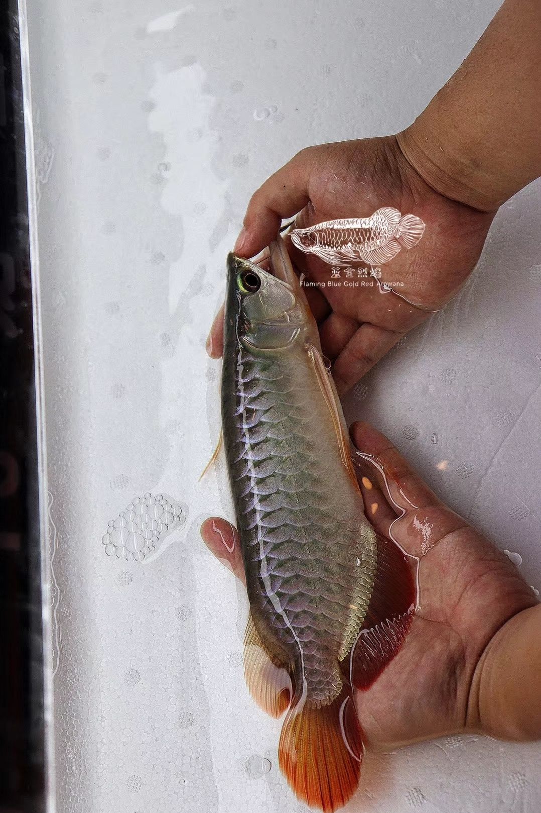 龍魚發(fā)色基礎理論 -- 色素細胞 觀賞魚論壇 第4張