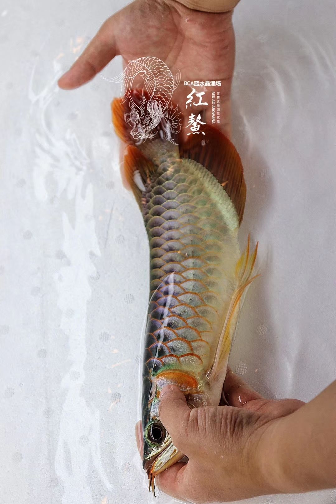 龍魚發(fā)色基礎理論 -- 色素細胞 觀賞魚論壇 第2張