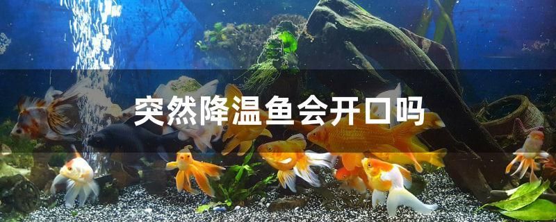 突然降溫魚會開口嗎 養(yǎng)魚知識