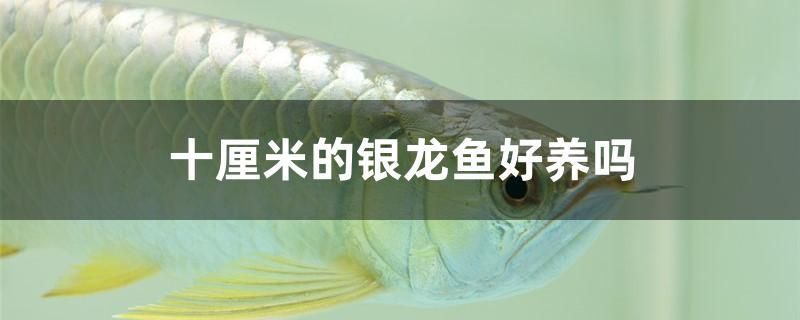 十厘米的銀龍魚好養(yǎng)嗎