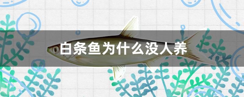 白條魚為什么沒人養(yǎng)