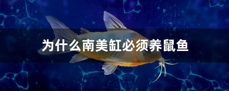 為什么南美缸必須養(yǎng)鼠魚