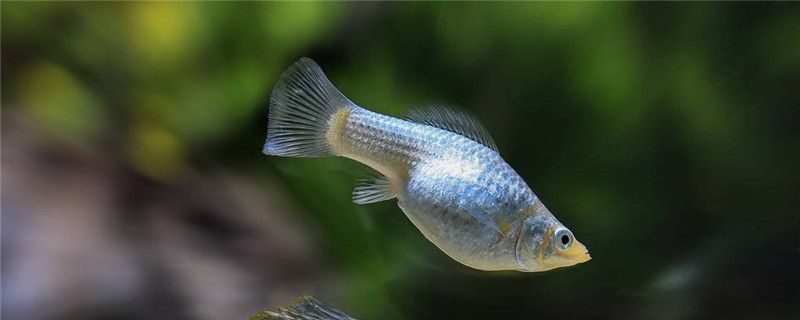 瑪麗魚(yú)是上層魚(yú)嗎水深多少合適 元寶鳳凰魚(yú)