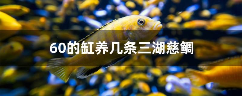 60的缸養(yǎng)幾條三湖慈鯛 委內(nèi)瑞拉奧里諾三間魚苗