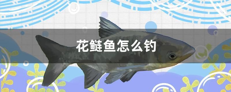 花鰱魚怎么釣