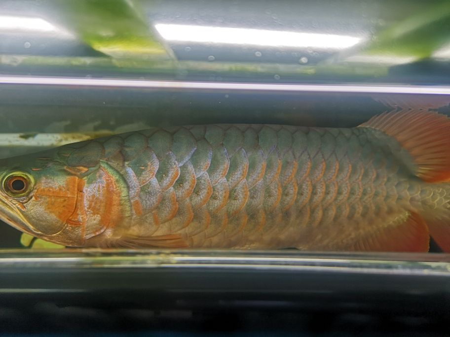 魚缸用制氧機（魚缸用制氧機原理） 其他品牌魚缸