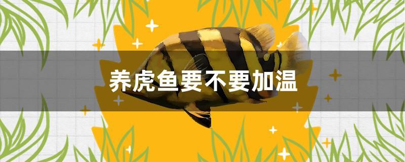 養(yǎng)虎魚要不要加溫 錦鯉飼料