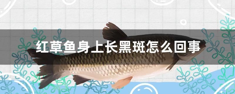 紅草魚身上長黑斑怎么回事