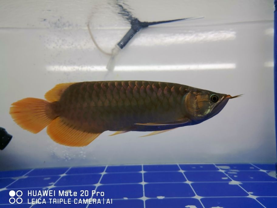 腮蓋已開始發(fā)色， 32cm 觀賞魚論壇 第1張