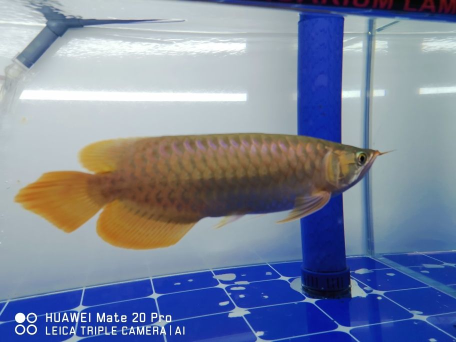 腮蓋已開始發(fā)色， 32cm 觀賞魚論壇 第3張