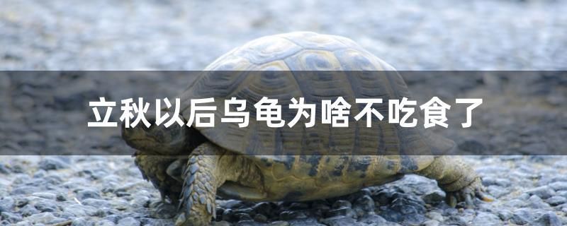 立秋以后烏龜為啥不吃食了 全國水族館企業(yè)名錄