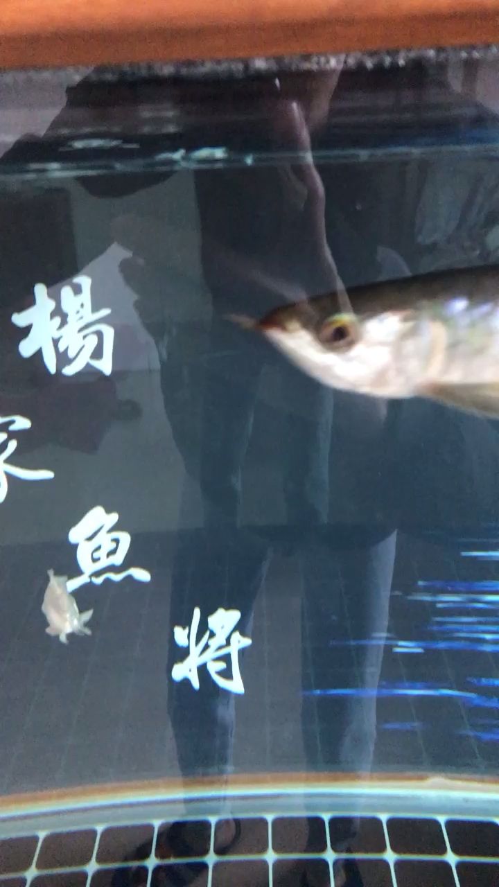 第一天  請魚兒回家 觀賞魚論壇 第2張