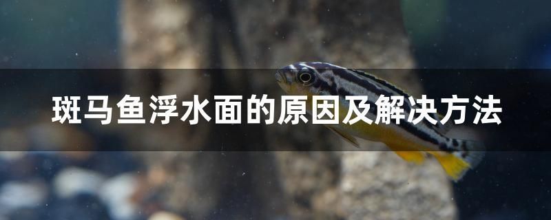 斑馬魚(yú)浮水面的原因及解決方法