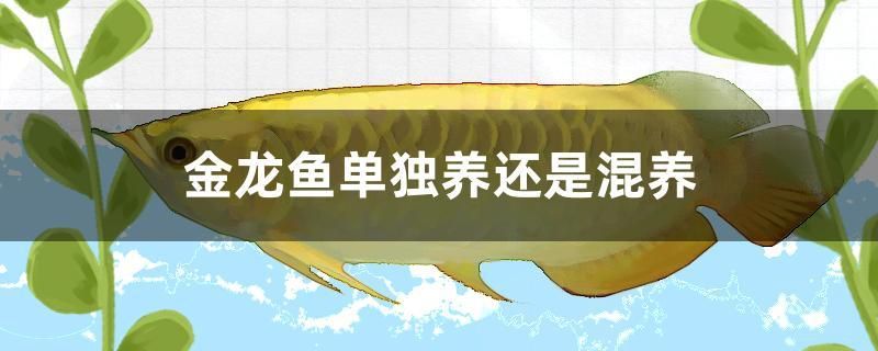 金龍魚單獨(dú)養(yǎng)還是混養(yǎng)