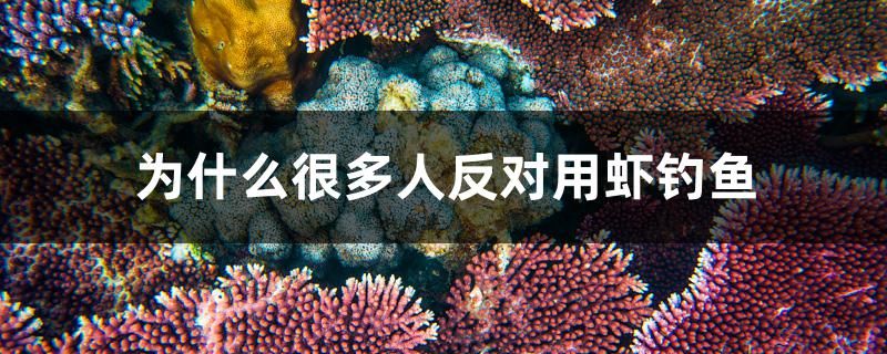 為什么很多人反對(duì)用蝦釣魚