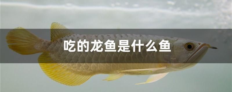 吃的龍魚是什么魚