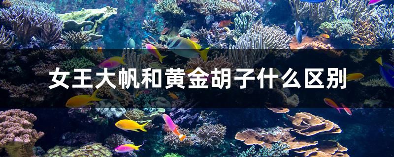 女王大帆和黃金胡子什么區(qū)別