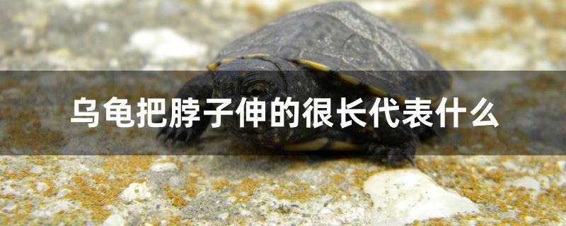 烏龜把脖子伸的很長(zhǎng)代表什么 黑金魟魚