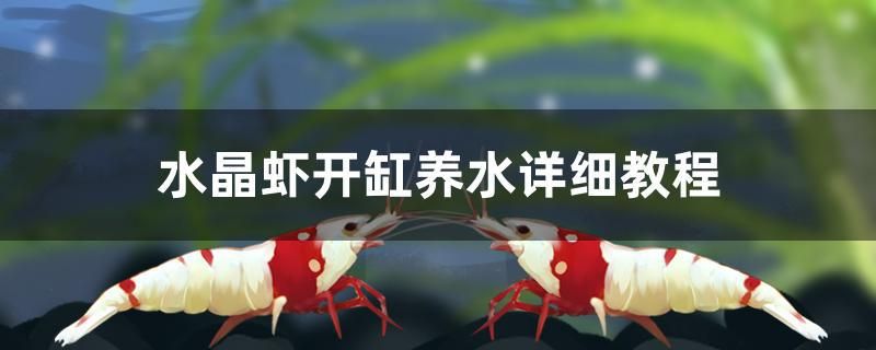 水晶蝦開缸養(yǎng)水詳細教程