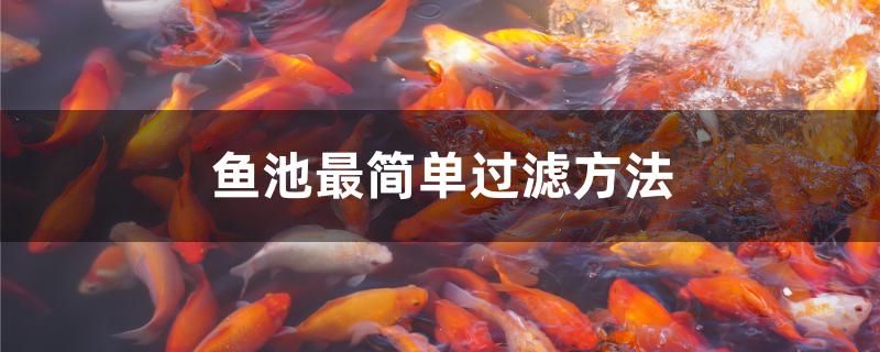 紅龍魚桿價格(50cm紅龍魚市價) 魚糧魚藥 第1張