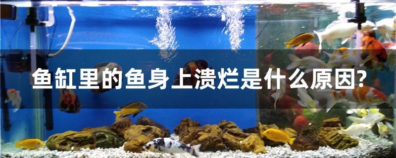 魚缸里的魚身上潰爛是什么原因？ 綠皮辣椒小紅龍