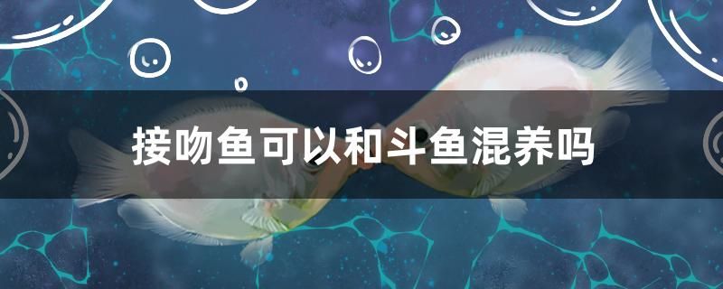 接吻魚可以和斗魚混養(yǎng)嗎 鐵甲武士