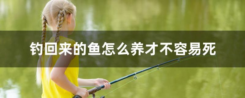 釣回來(lái)的魚(yú)怎么養(yǎng)才不容易死 黑白雙星魚(yú)