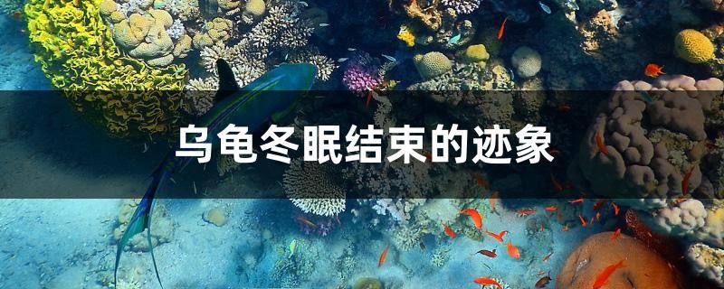 烏龜冬眠結束的跡象 恐龍王魚